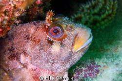 Cute blenny! by Elia Correia 